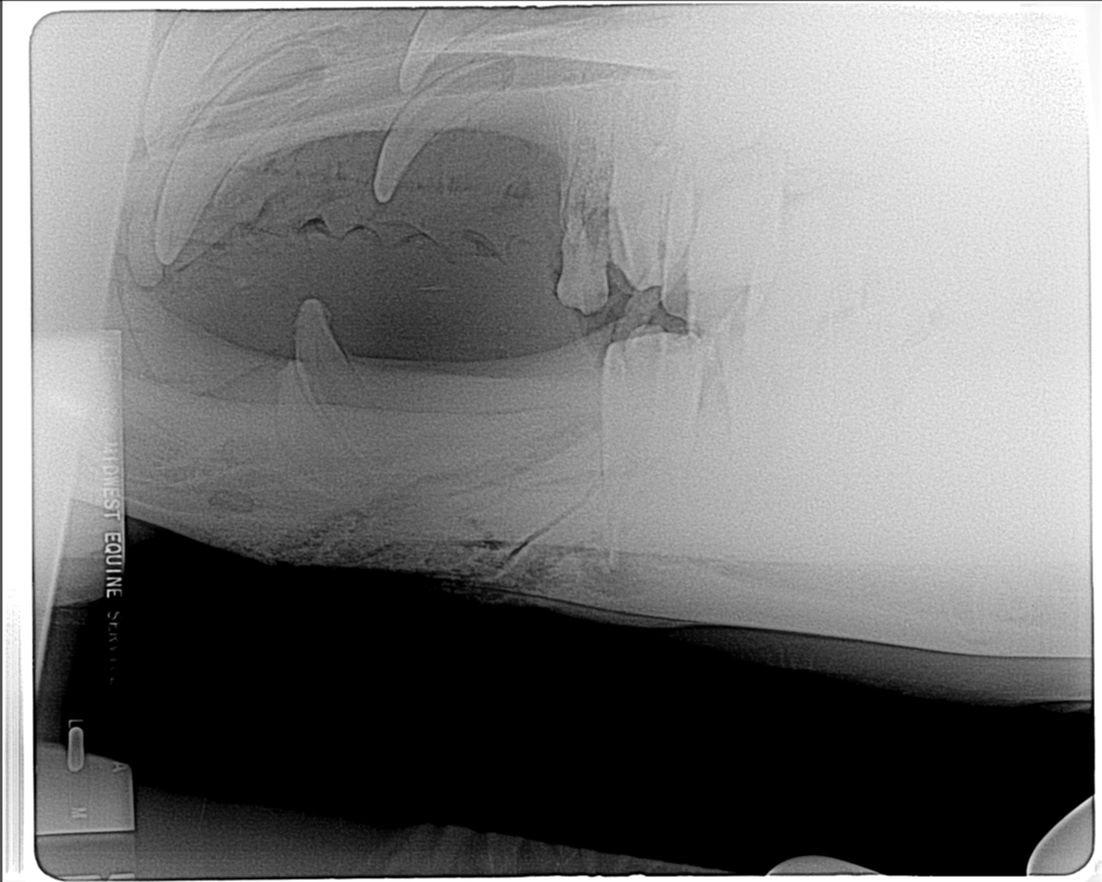 Dr. John Scheels - Exotic Animal Dentistry